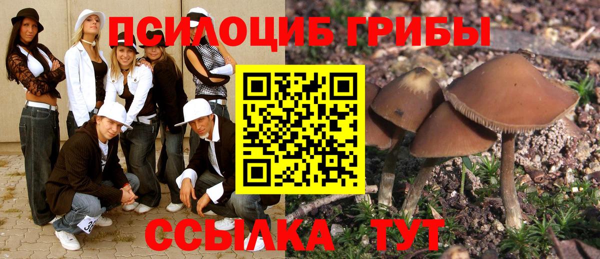 Псилоцибиновые грибы прущие грибы  Псилоцибиновые грибы Cubensis  Великий Устюг 